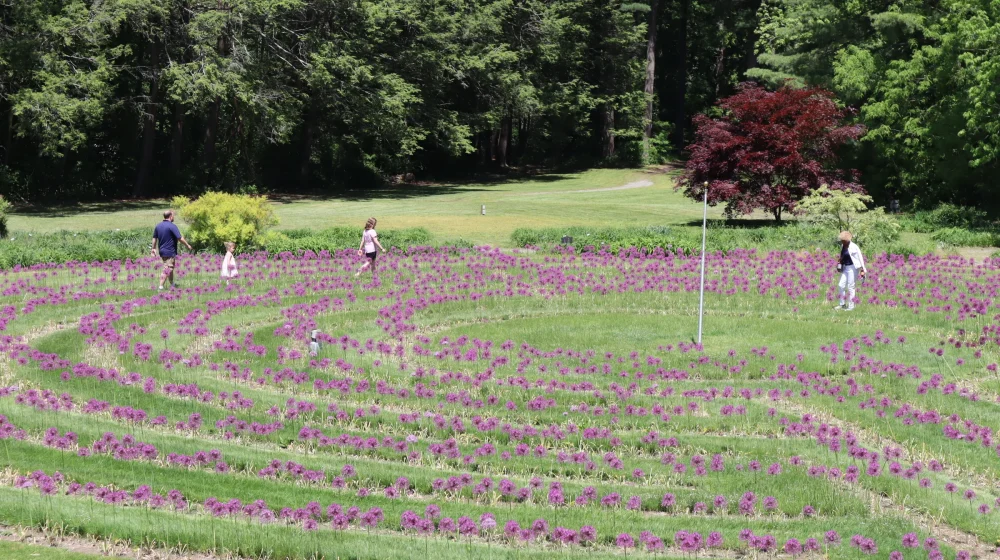 MassHort labyrinth, Wellesley