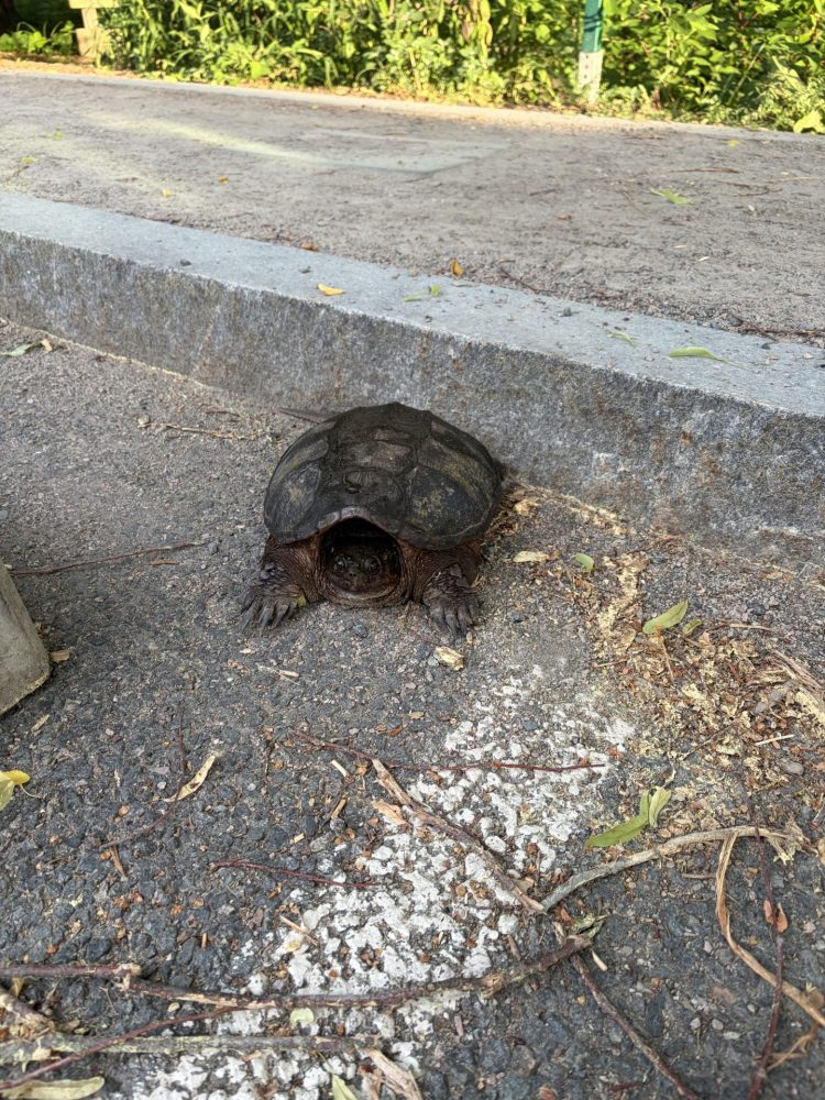 turtle