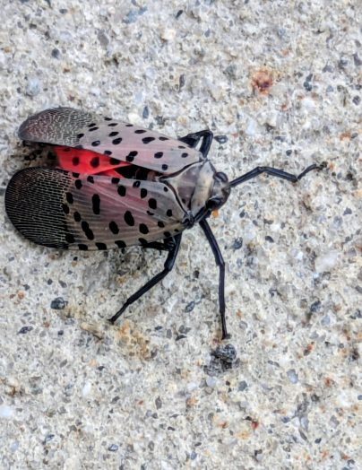 spotted lanternfly