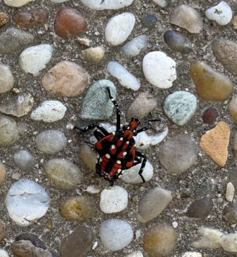 natick lanternfly