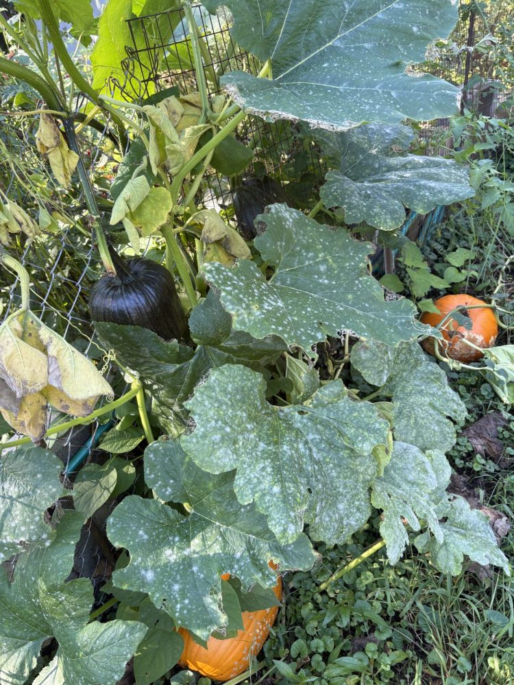 Brookside Community Gardens