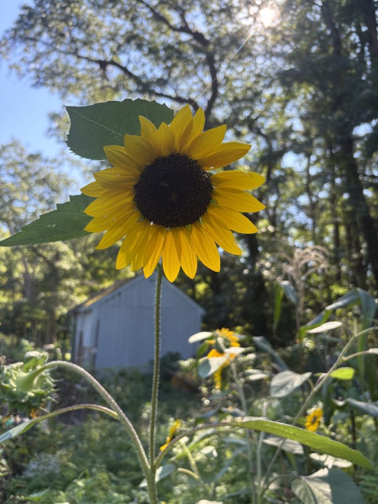 Brookside Community Gardens