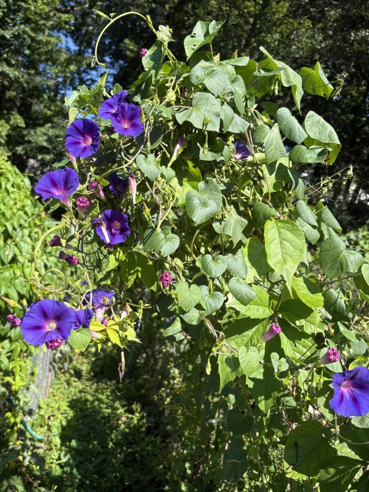 Brookside Community Gardens