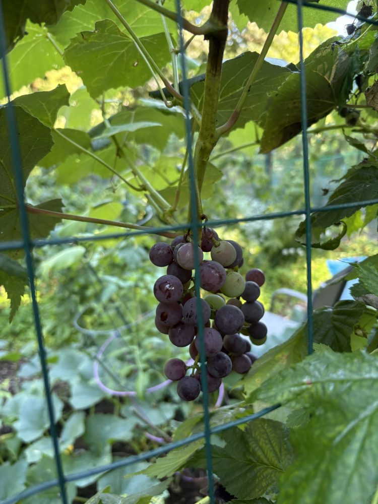Brookside Community Gardens