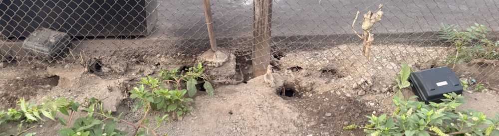 rat burrows