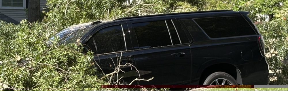 tree down lowell road