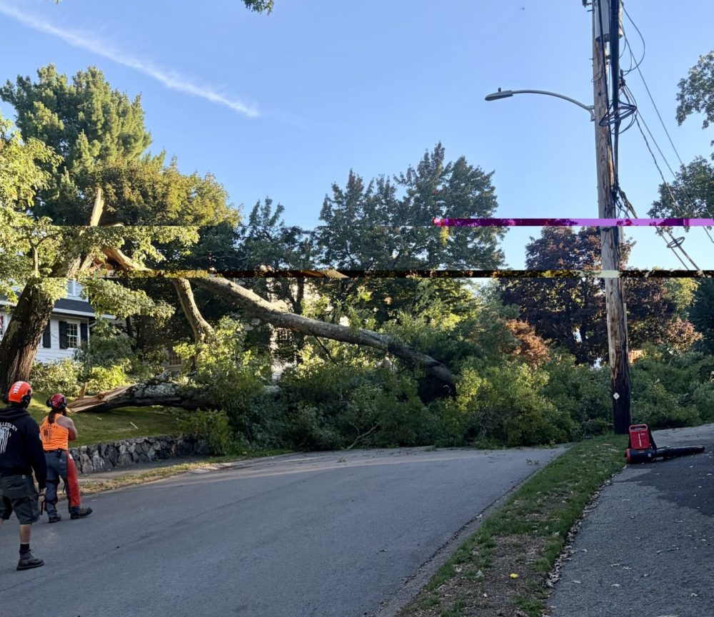 tree down lowell road