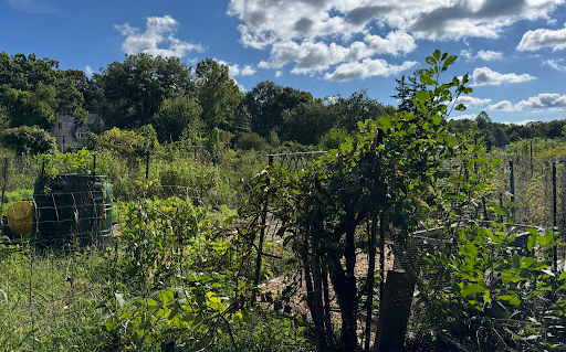 The Weston Road Community Gardens pictured on Friday September 18th., 2026. (Photo/Claire Curtis)