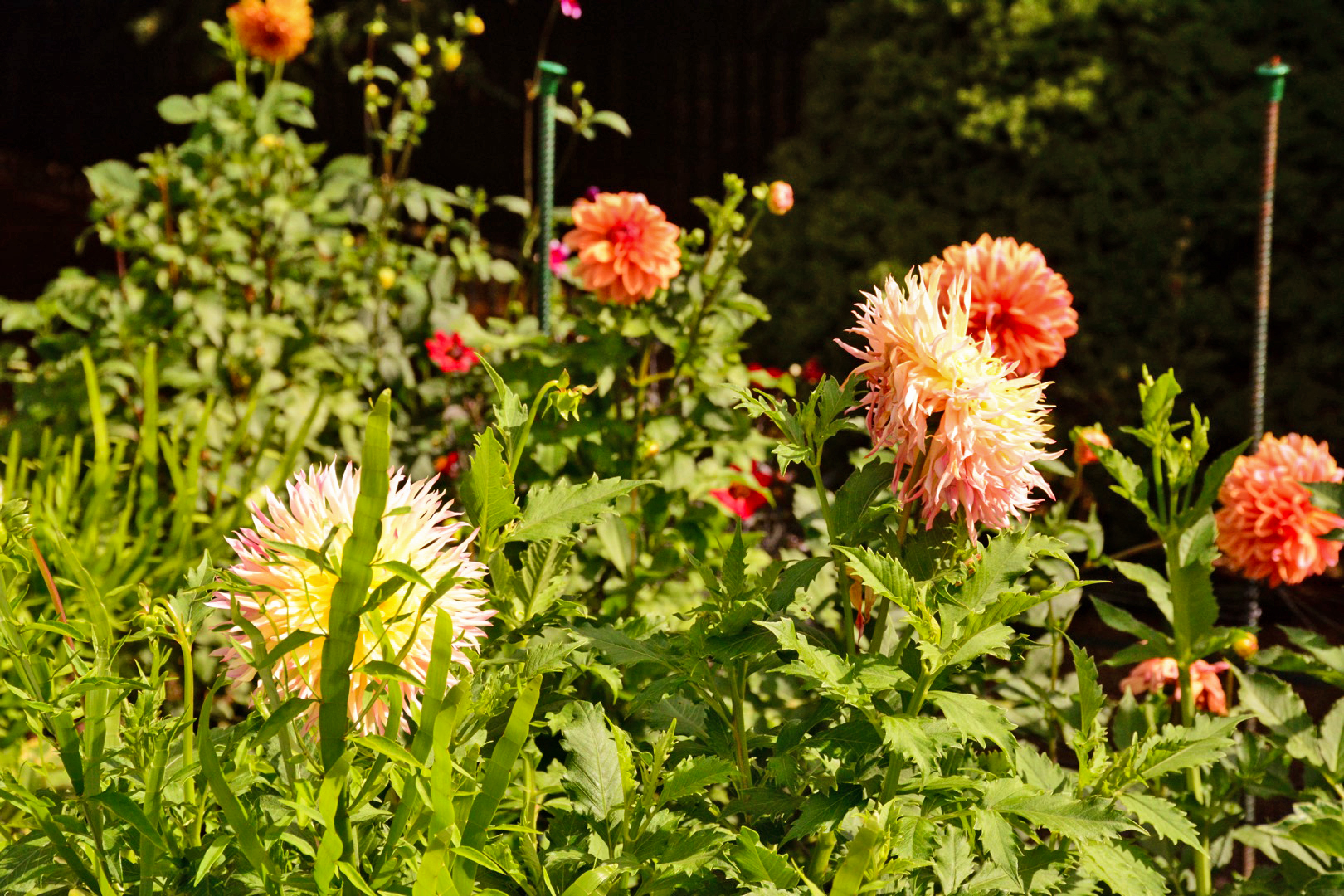 New England Fall Flower Show